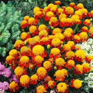 Бархатцы Тигровый глаз отклоненные - фото Бархатцы Тигровый глаз отклоненные - фото