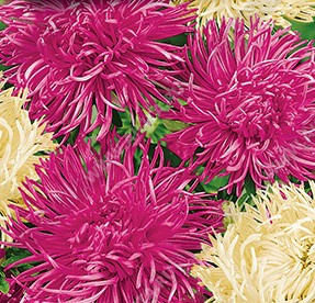 Астра китайская Крален, специальная смесь сортов (кремово-тёмно-розовая) - фото Астра китайская Крален, специальная смесь сортов (кремово-тёмно-розовая) - фото