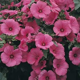 Лаватера трехмесячная Танагра тёмно-розовая - фото Лаватера трехмесячная Танагра тёмно-розовая - фото