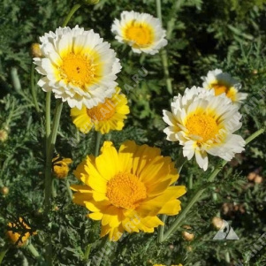 ���������� ���������� ��������, ����� ������ - ����