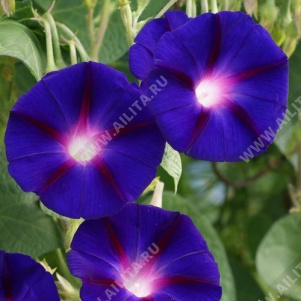 ������ ��������� ������� ��� (����-���������� � ��������� "�������") - ����