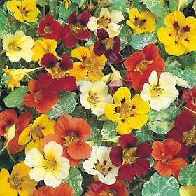 ��������� �������� ��� �� ������ ���������� (��������� ������), ����� ������ - ����