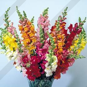 ������� ��� ����������� ��������, ����� ������ - ����