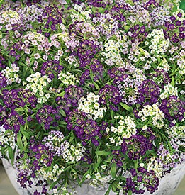 ������� ����������, ����������� ����� ������ (��������-�����) - ����