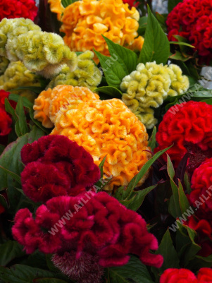 ������� ����������� ����� ������ ����������, ����� ������ - ����