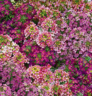 ������� ����������, ����������� ����� ������ (�������-�����-�������-����������) - ����