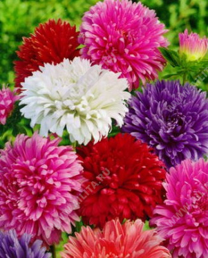 ����� ��������� ���������, ����� ������ - ����