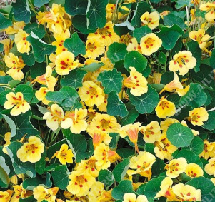 ��������� ���������� �������� ��� ������ - ����