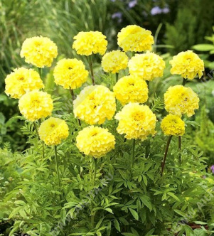 �������� ������ ������������ - ����