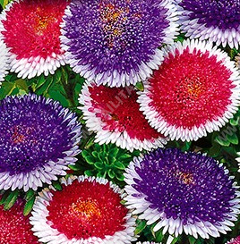 ����� ��������� ��������� ���-��-����, ����������� ����� ������ (������-�����) - ����