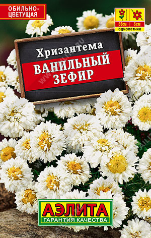 Хризантема Ванильный зефир - фото Хризантема Ванильный зефир - фото