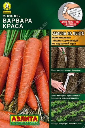Морковь Варвара краса - фото