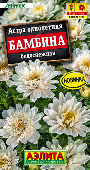 Астра Бамбина белоснежная - фото