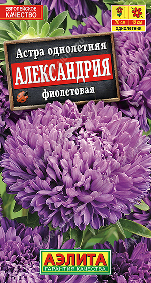 Астра Александрия фиолетовая - фото Астра Александрия фиолетовая - фото