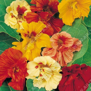 Настурция вьющаяся Глем гибридная махровая и полумахровая, смесь сортов - фото Настурция вьющаяся Глем гибридная махровая и полумахровая, смесь сортов - фото