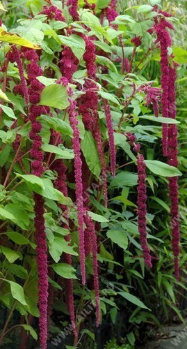 Амарант хвостатый красный - фото Амарант хвостатый красный - фото