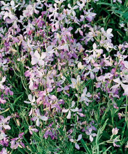 Маттиола бикорнис лилово-розовая - фото Маттиола бикорнис лилово-розовая - фото