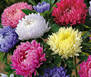 ����� ��������� �����������, ����� ������ - ����