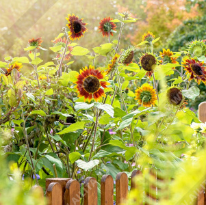 ����� ������ ��� �������� �������� ��������� - ����