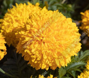 �������� ���� ���������� ���������������� ������������ - ����