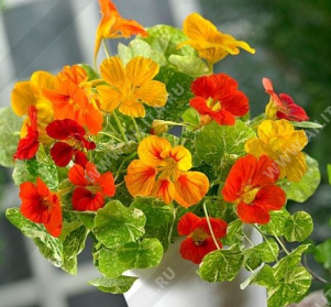 Настурция компактная Аляска немахровая (мраморная листва), смесь сортов - фото Настурция компактная Аляска немахровая (мраморная листва), смесь сортов - фото