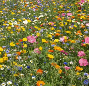 Смесь цветов для мавританского газона Альпийский луг - фото Смесь цветов для мавританского газона Альпийский луг - фото