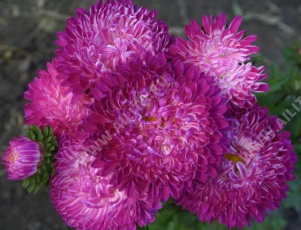 ����� ��������� ����� ���� - ����