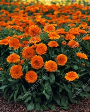 ��������� �������� ����� ���������� �������� - ����