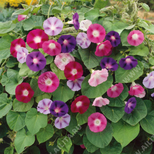 Ипомея Пурпурная, смесь сортов - фото Ипомея Пурпурная, смесь сортов - фото