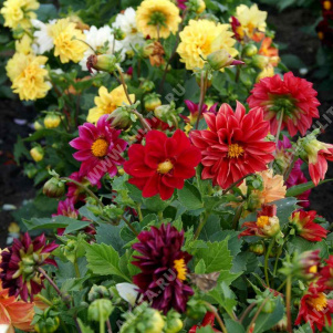 �������� ���������� ����� ��������, ����� ������ - ����