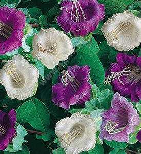 Кобея лазающая, специальная смесь сортов (фиолетово-белая) - фото Кобея лазающая, специальная смесь сортов (фиолетово-белая) - фото