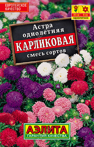 Астра Карликовая, смесь сортов - фото