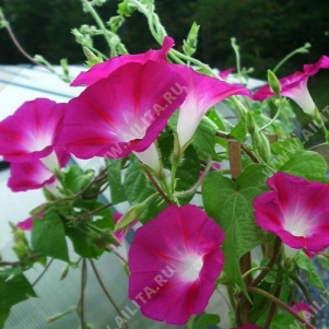 ������ ��������� ������� ������� - ����