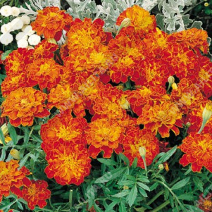 Бархатцы Болеро Экстра отклоненные - фото Бархатцы Болеро Экстра отклоненные - фото