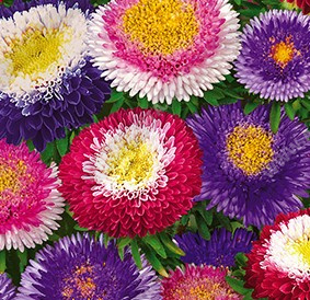 ����� ��������� ���������, ����������� ����� ������ (���������-��������-������-�����) - ����