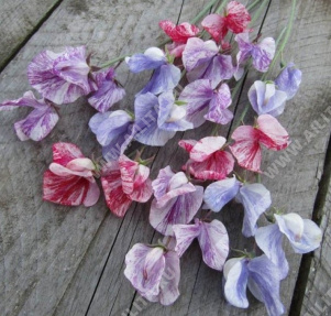 Горошек душистый Спенсер Страйпт высокорослый, смесь сортов - фото Горошек душистый Спенсер Страйпт высокорослый, смесь сортов - фото