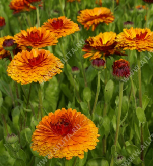 ��������� ��������� ����� �������� - ����