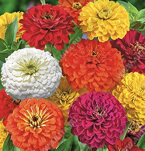 ������ ������� ������, ����� ������ - ����