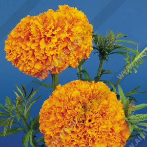 �������� ������ ������������ - ����