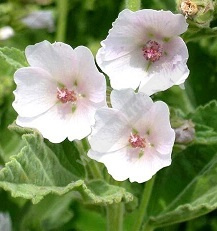 ����� ������������� �������� - ����