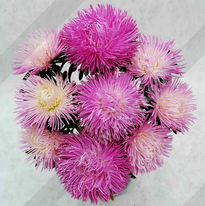 Астра китайская Крален розовая - фото Астра китайская Крален розовая - фото