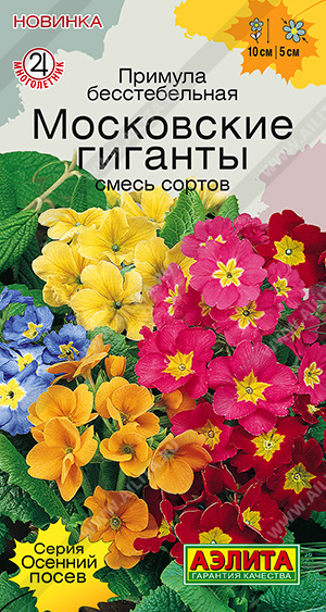 Примула Московские гиганты, смесь сортов - фото Примула Московские гиганты, смесь сортов - фото