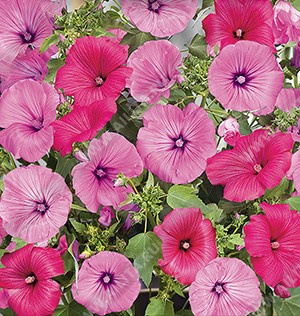 Лаватера трехмесячная специальная смесь сортов (ярко-розовые и лососевые с прожилками оттенки) - фото Лаватера трехмесячная специальная смесь сортов (ярко-розовые и лососевые с прожилками оттенки) - фото