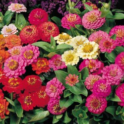 ������ ������� ���������� ����������, ����� ������ - ����