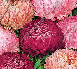 Астра китайская Пионовидная, специальная смесь сортов (алая,красная,розовая, кремовая) - фото Астра китайская Пионовидная, специальная смесь сортов (алая,красная,розовая, кремовая) - фото