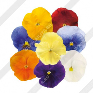 Виола виттрока Клеа Кристалс, смесь сортов - фото Виола виттрока Клеа Кристалс, смесь сортов - фото