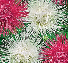 ����� ��������� ����������, ����������� ����� ������ (������-�����) - ����