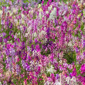 ������� ������������ ����� ����� ����������, ����� ������ - ����