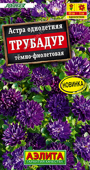 Астра Трубадур тёмно-фиолетовая - фото