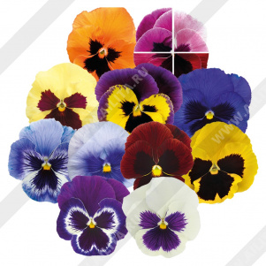 Виола виттрока Швейцарские гиганты, смесь с глазками - фото Виола виттрока Швейцарские гиганты, смесь с глазками - фото